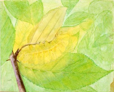 Abbott Handerson Thayer - Lunar Caterpillar, study for book Concealing Coloration in the Animal Kingdom - 1950.2.18A - Smithsonian American Art Museum