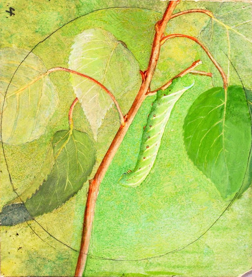 Abbott Handerson Thayer - Sphinx Caterpillar, study for book Concealing Coloration in the Animal Kingdom - 1950.2.19B - Smithsonian American Art Museum
