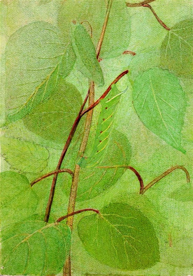 Abbott Handerson Thayer - Sphinx Caterpillar, study for book Concealing Coloration in the Animal Kingdom - 1950.2.19A - Smithsonian American Art Museum