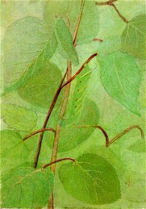 Abbott Handerson Thayer - Sphinx Caterpillar, study for book Concealing Coloration in the Animal Kingdom - 1950.2.19A - Smithsonian American Art Museum