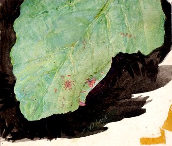 Abbott Handerson Thayer - Heterocampa Biundata, Walker, study for book Concealing Coloration in the Animal Kingdom - 1950.2.17C - Smithsonian American Art Museum