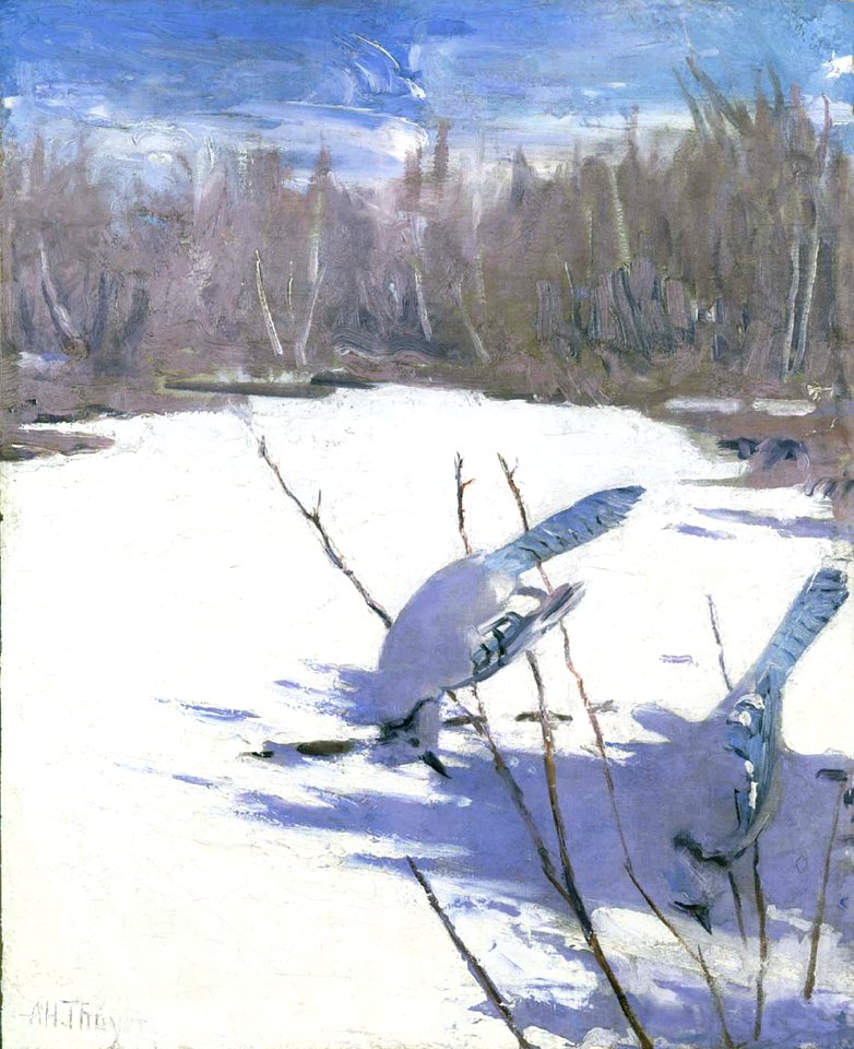 Abbott Handerson Thayer - Blue Jays in Winter, study for book Concealing Coloration in the Animal Kingdom - 1950.2.12 - Smithsonian American Art Museum