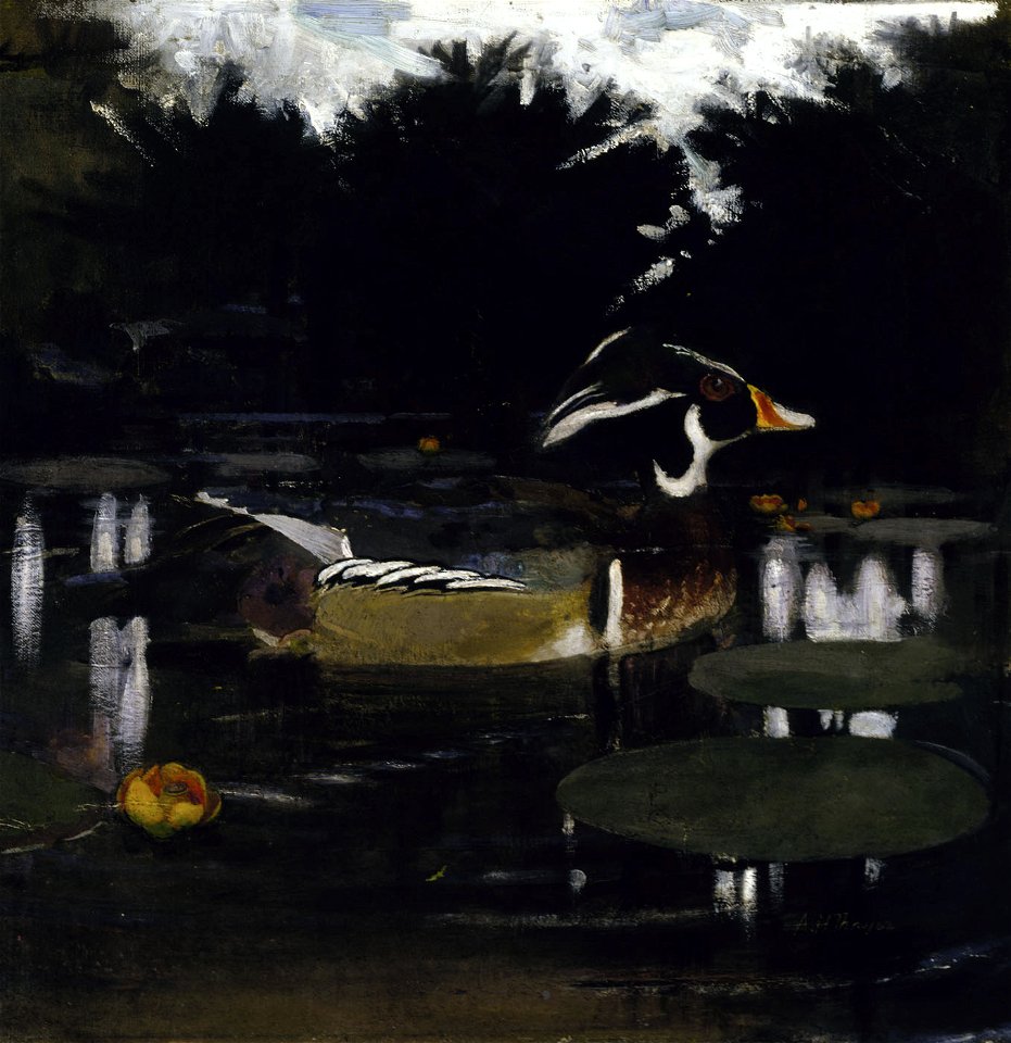 Abbott Handerson Thayer - Male Wood Duck in a Forest Pool, study for book Concealing Coloration in the Animal Kingdom - 1950.2.10 - Smithsonian American Art Museum