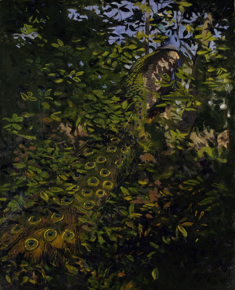 Abbott Handerson Thayer - Peacock in the Woods, study for book Concealing Coloration in the Animal Kingdom - 1950.2.11 - Smithsonian American Art Museum