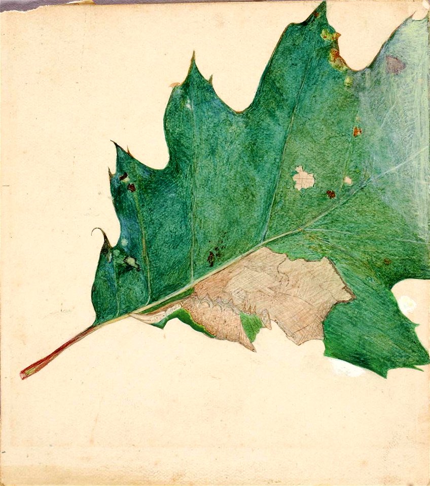 Abbott Handerson Thayer - Oligocentra Lignicolor, Walker, study for book Concealing Coloration in the Animal Kingdom - 1950.2.16 - Smithsonian American Art Museum