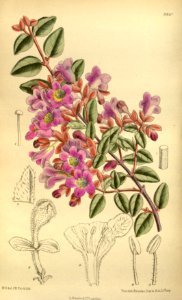 Abelia longituba 145-8810