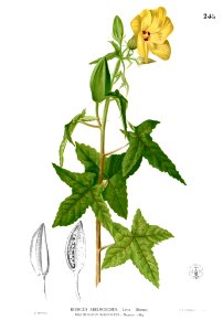 Abelmoschus moschatus Blanco2.245