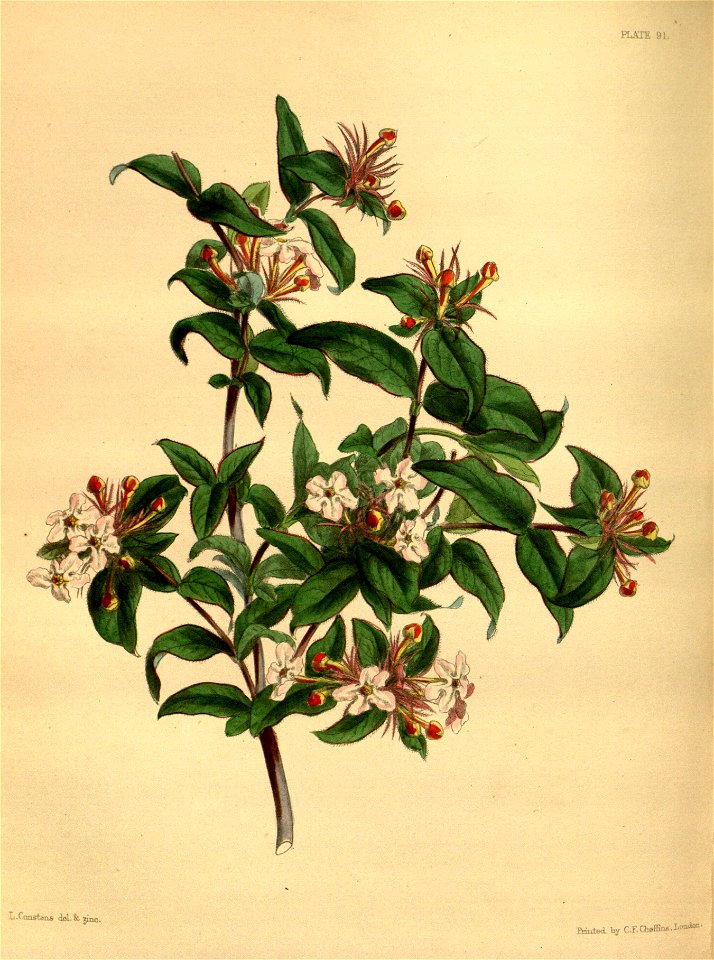 Abelia triflora paxton 091