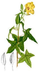 Abelmoschus moschatus Blanco2.245-cropped