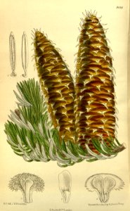 Abies cephalonica 142-8691