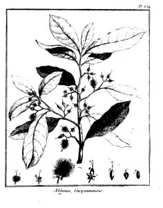 Ablania guianensis Aublet 1775 pl 234