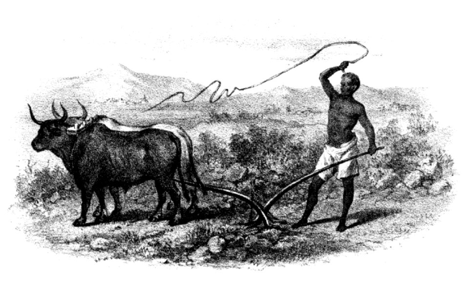 Abissinia, giornale di un viaggio di Pippo Vigoni, Milano, Hoepli, 1881 (page 157 crop)