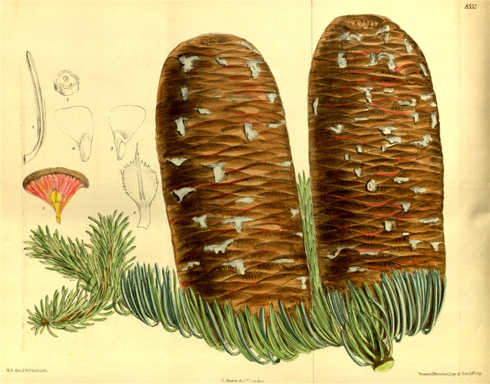 Abies magnifica 140-8552