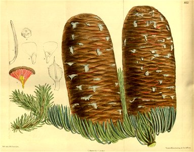 Abies magnifica 140-8552