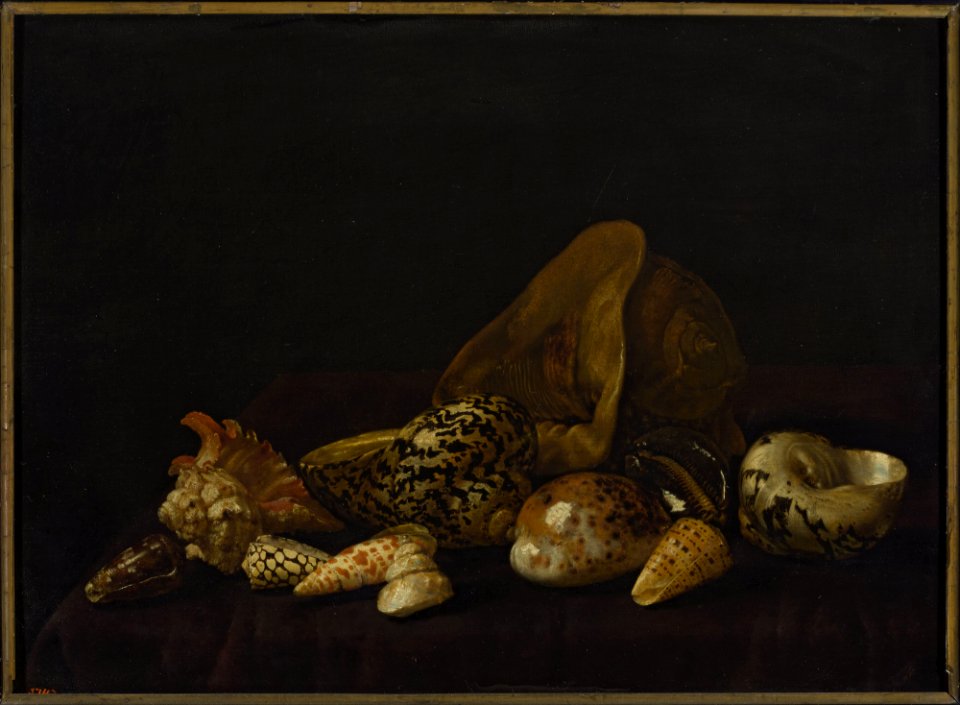 Abraham Pietersz. van Calraet - Seashells in a purple tapestry - M.Ob.443 MNW - National Museum in Warsaw
