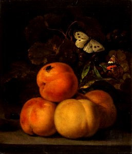 Abraham van Calraet - Stilleven met perziken - 1394 (OK) - Museum Boijmans Van Beuningen