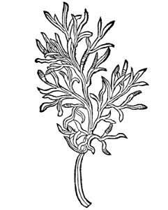 Abrotanum Gart