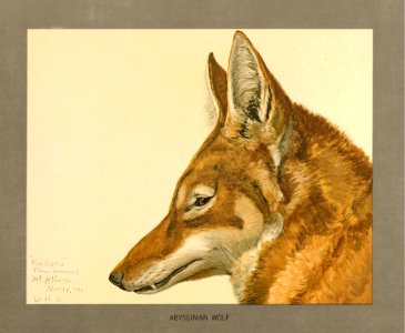 Abyssinian wolf Fuertes. Free illustration for personal and commercial use.