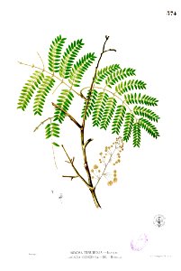 Acacia concinna Blanco2.374. Free illustration for personal and commercial use.