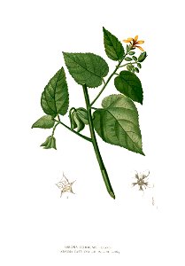 Abroma augustum Blanco clean