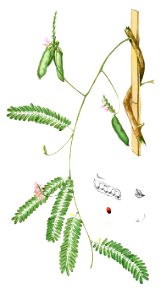 Abrus precatorius Blanco1.156-cropped