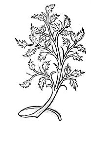 Abrotanum 1491 Hortus