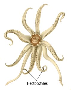 Abraliopsis morisi hectocotylus