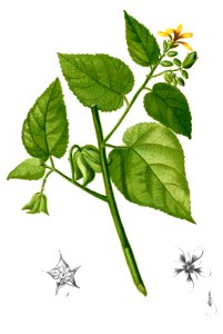 Abroma augustum Blanco2.425b-cropped