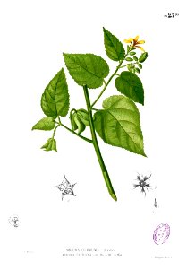 Abroma augustum Blanco2.425b