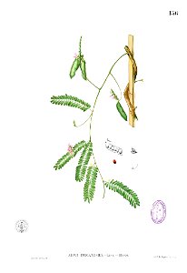 Abrus precatorius Blanco1.156