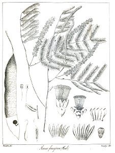 Acacia ferruginea Govindoo. Free illustration for personal and commercial use.
