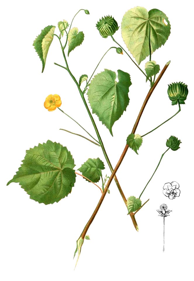 Abutilon indicum Blanco2.557-cropped