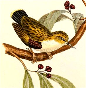 Acanthisitta chloris Hullmandel