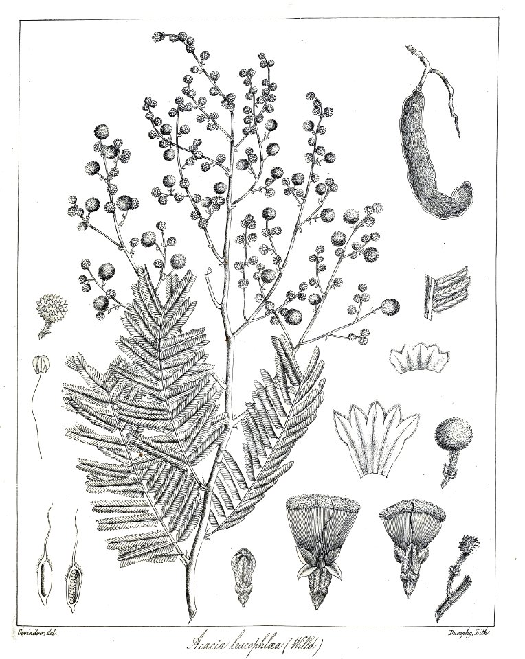 Acacia leucophloea Govindoo