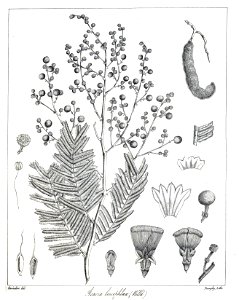 Acacia leucophloea Govindoo. Free illustration for personal and commercial use.