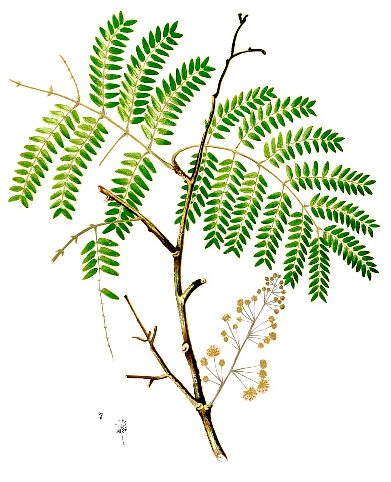 Acacia concinna Blanco2.374-cropped