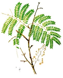 Acacia concinna Blanco2.374-cropped. Free illustration for personal and commercial use.