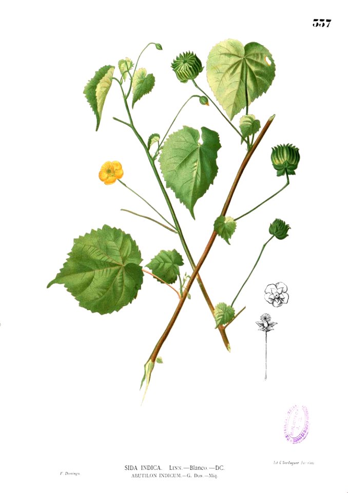 Abutilon indicum Blanco2.557