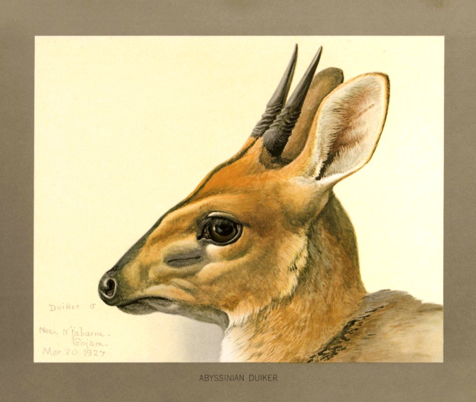 Abyssinian Duiker Fuertes