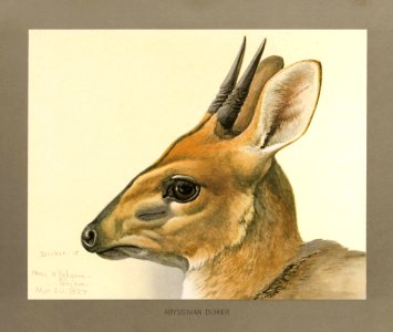 Abyssinian Duiker Fuertes. Free illustration for personal and commercial use.