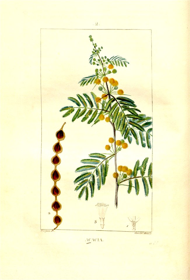 Acacia nilotica Chaumeton 1933. Free illustration for personal and commercial use.