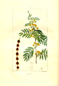 Acacia nilotica Chaumeton 1933