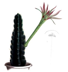 Acanthocereus tetragonus pm