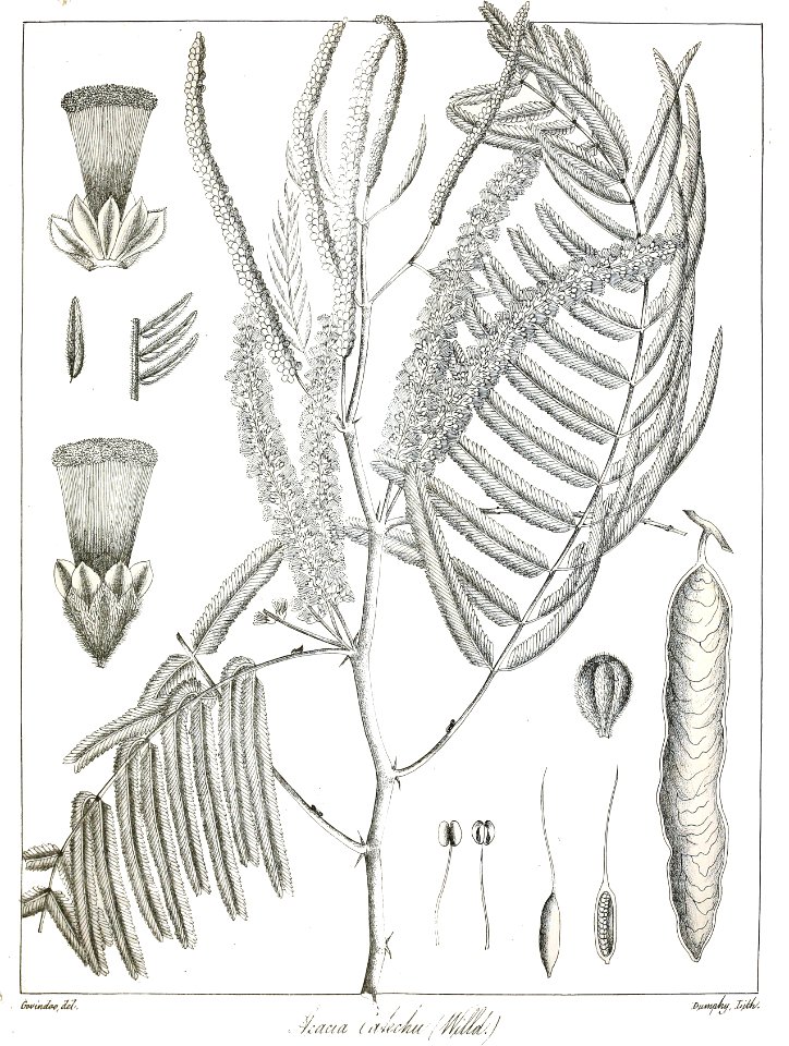 Acacia catechu Govindoo