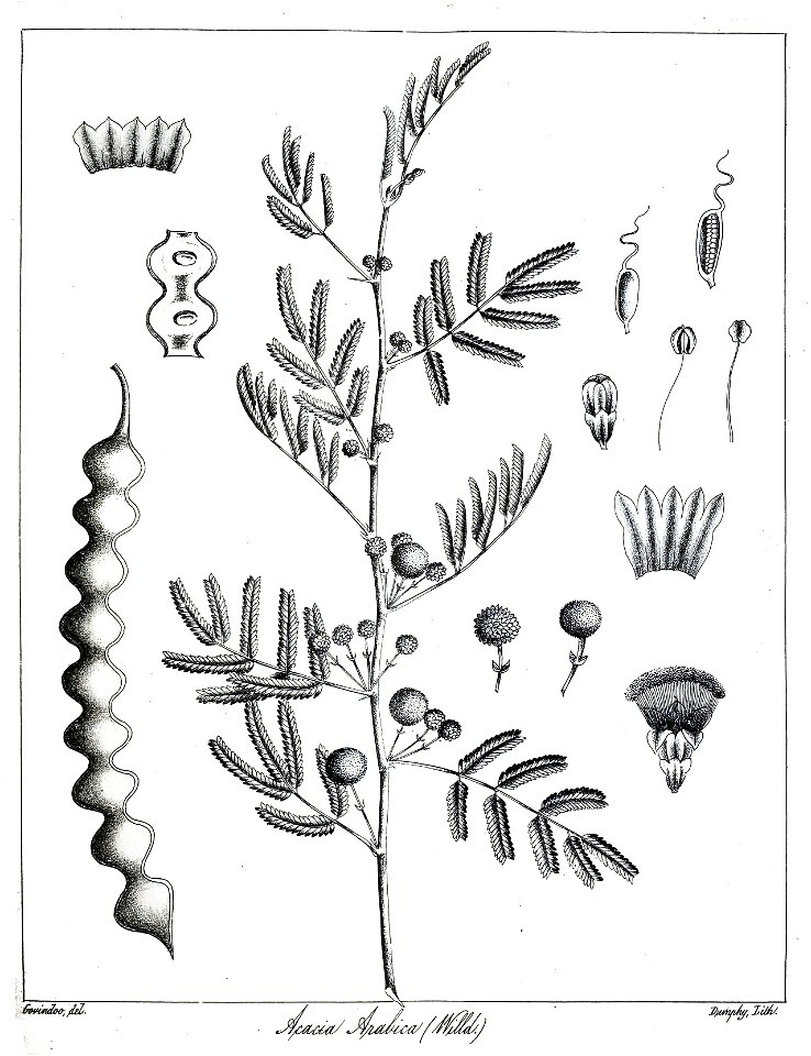 Acacia arabica Govindoo
