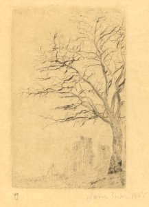 Acacia, print by James Ensor, 1888, Prints Department, Royal Library of Belgium, S. V 85367