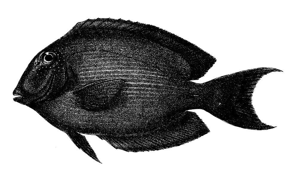 Acanthurus strigosus Ford 47