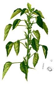 Acalypha indica Blanco2.266-cropped