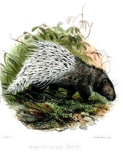 AcanthochoerusGroteiSmit