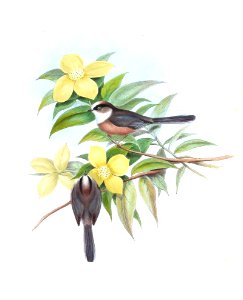 AcanthiparusNiveogularisGould